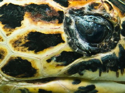The Eye of a Turtle by Spencer Burrows 